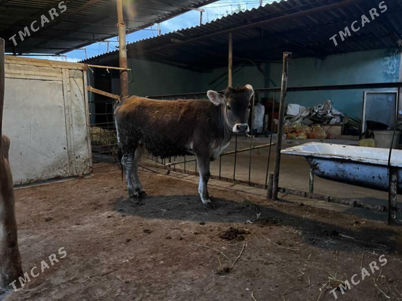 Swed tuwe - Aşgabat - img 1