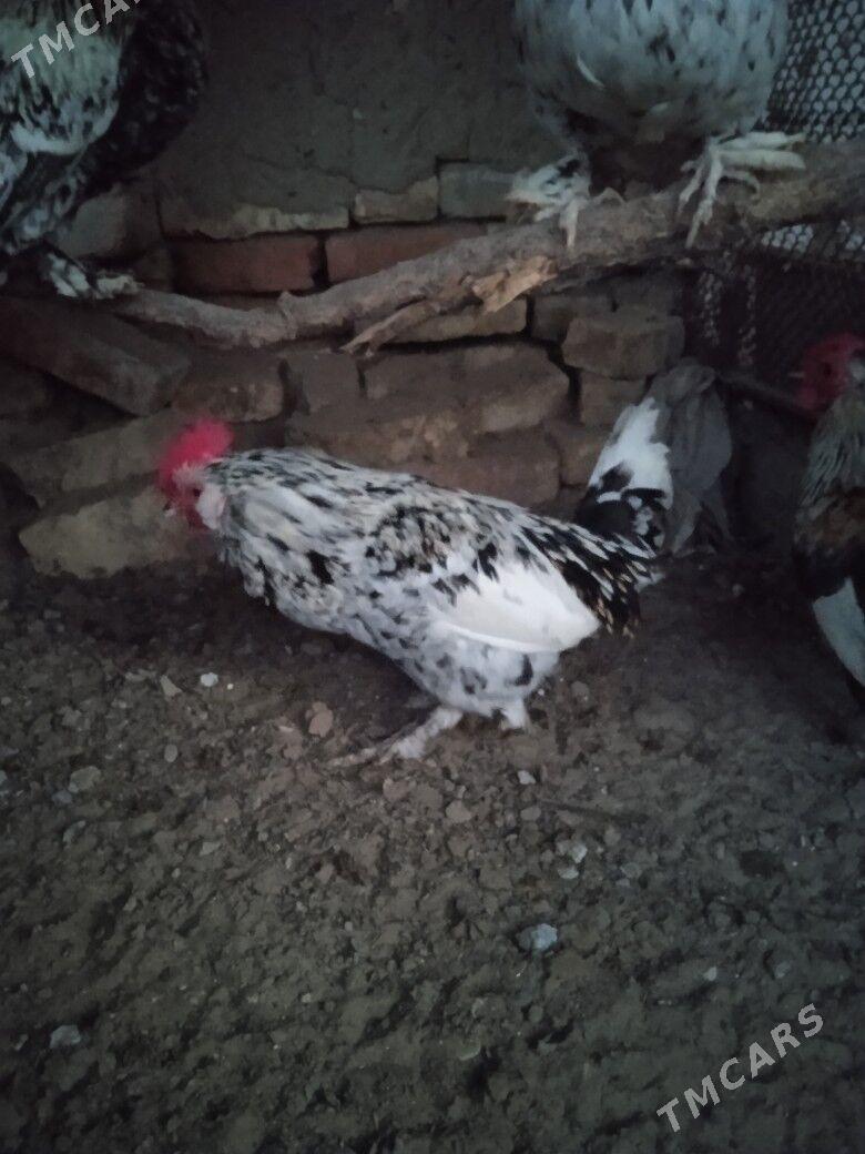 Karlik horaz - Mary - img 1