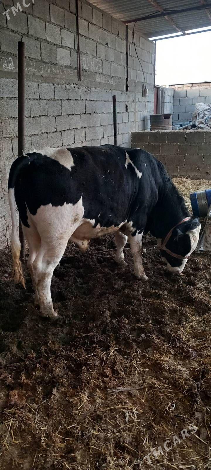 golişteýin öküz - Гёкдже - img 1