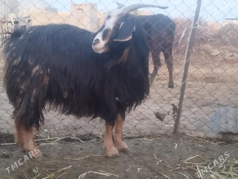 Geçi - Bäherden - img 1