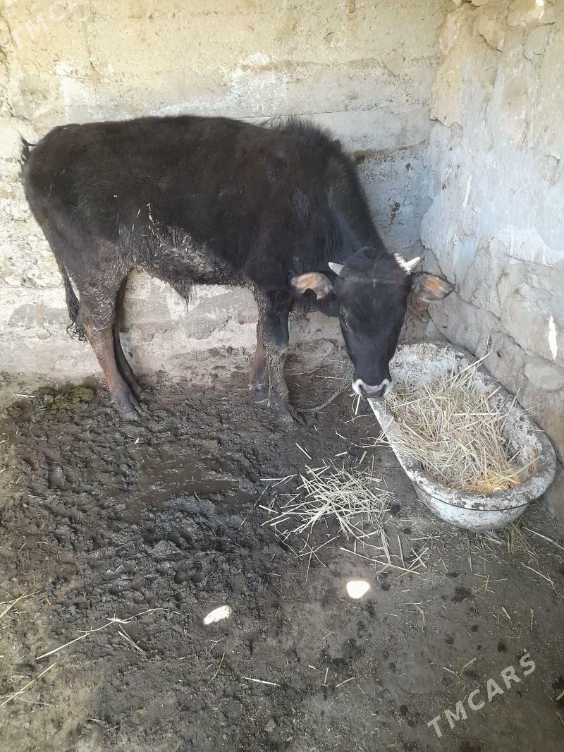 ökuz - Гызыларбат - img 1