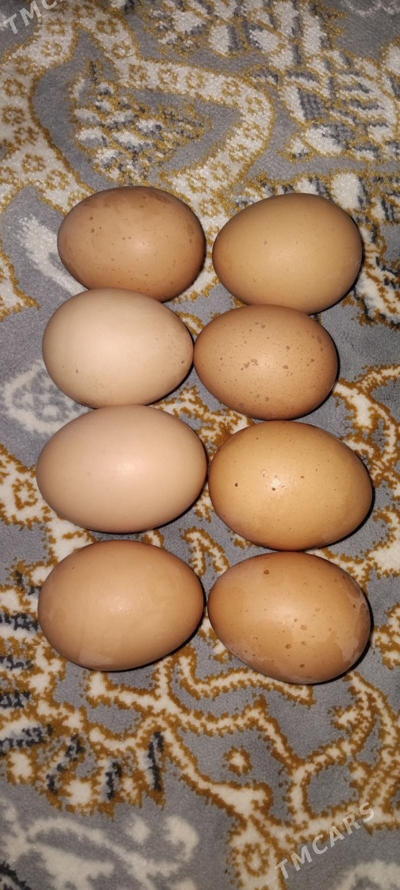 Satlyk Yumurtga - Türkmenbaşy - img 1