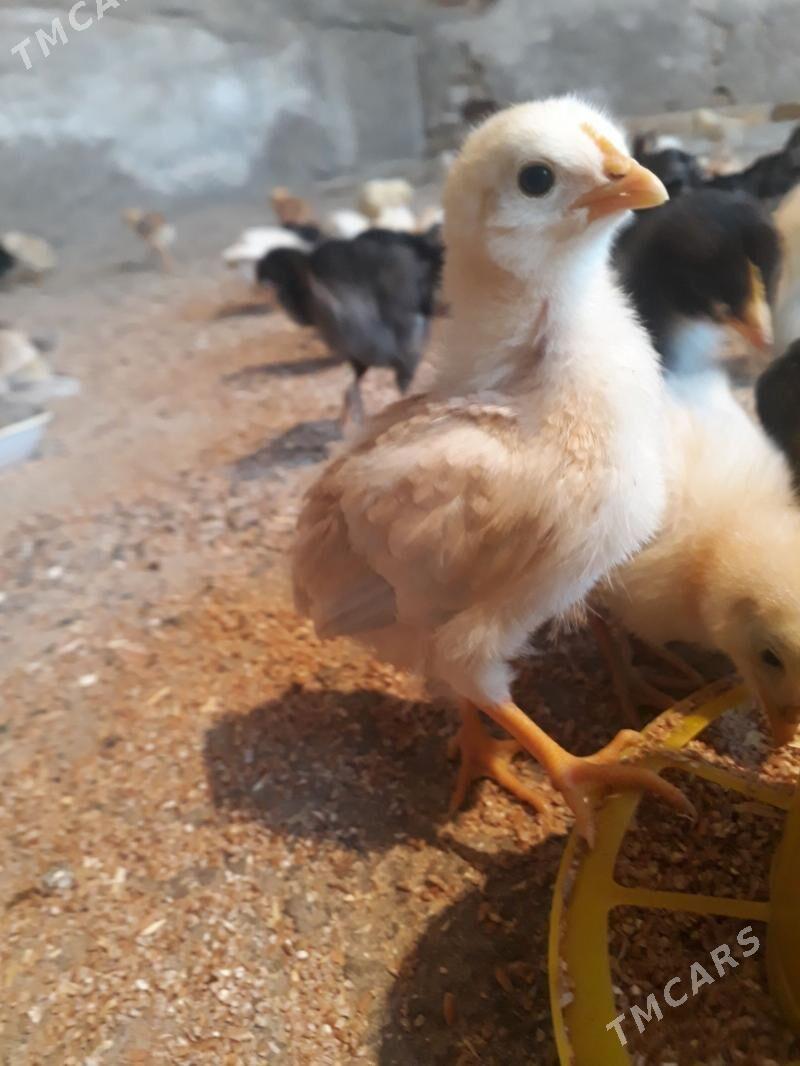 Ýerli jüýjeler - Туркменабат - img 1