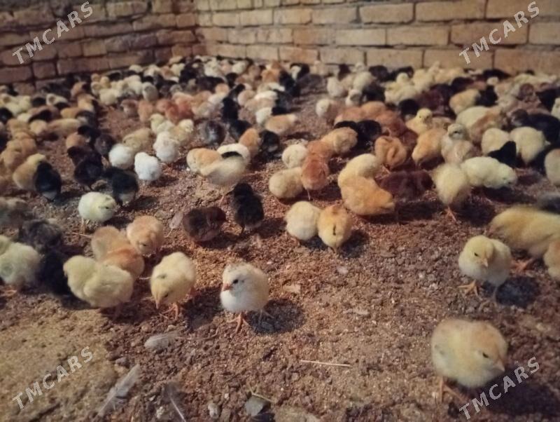 Juyje - Туркменабат - img 1