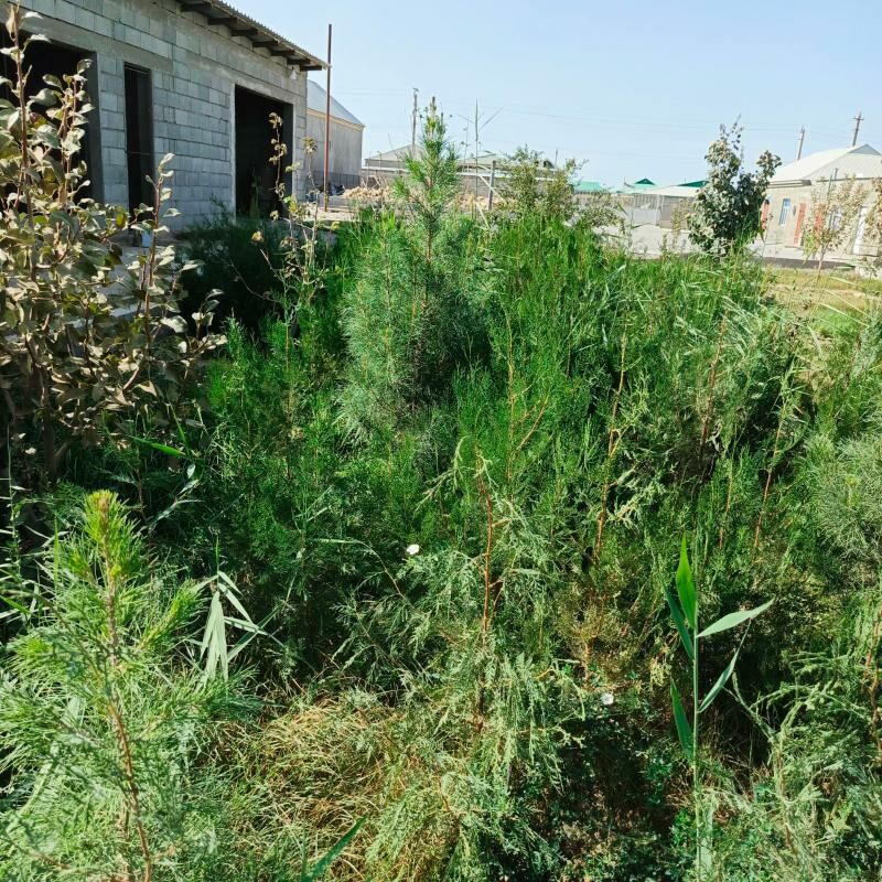 Ÿolka - Гёкдепе - img 1