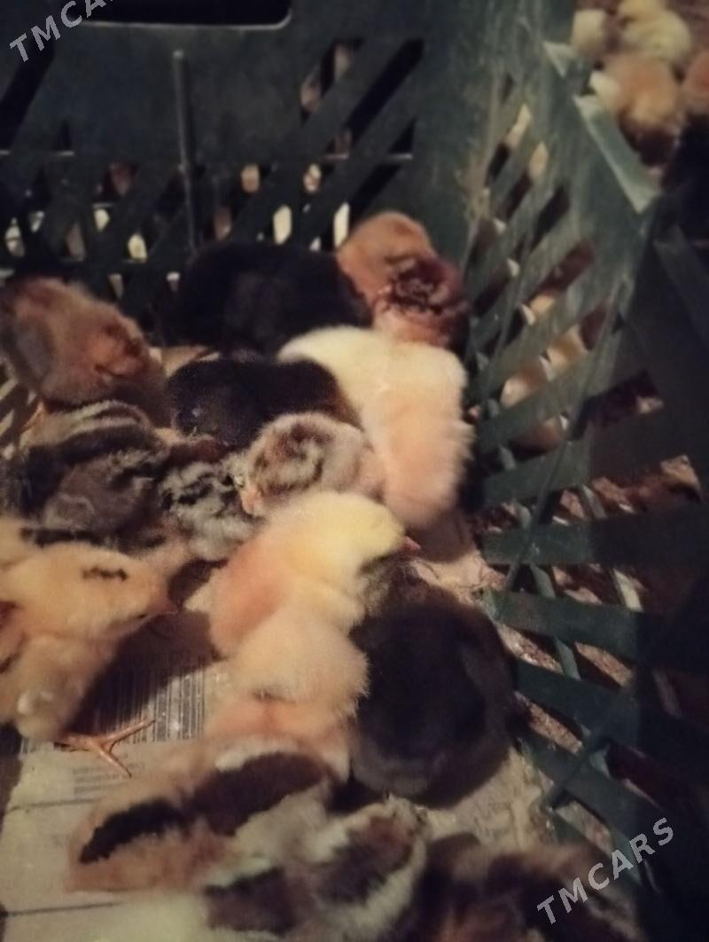 Juje - Туркменабат - img 1