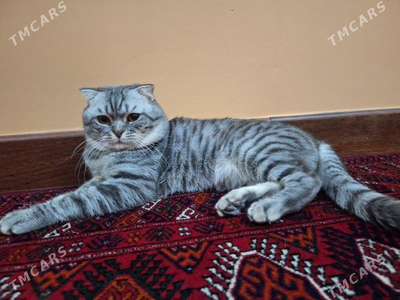 pişik - Нефтегаз (ул. Андалиб-Юбилейная) - img 1