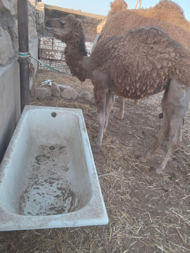 torumly duye - Gumdag - img 1