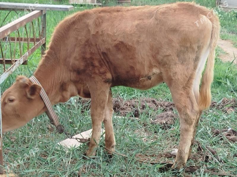 Gulajyn - Mary - img 1