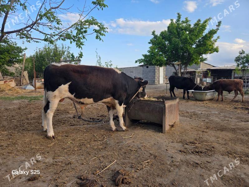 okuz tuwe - Гёкдже - img 1