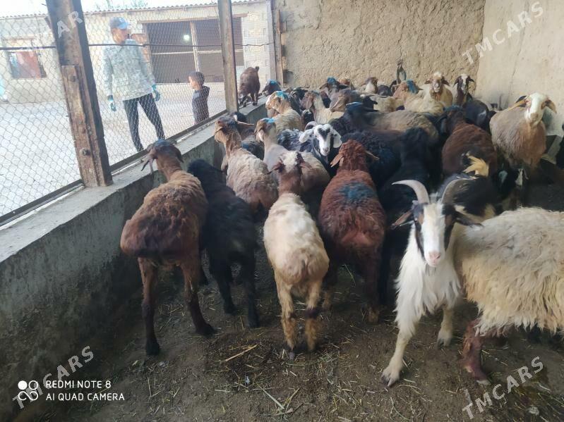 овеч гойун - Гызыларбат - img 1