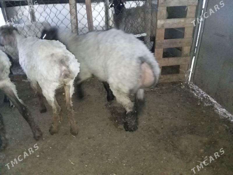 goyun - Ашхабад - img 1