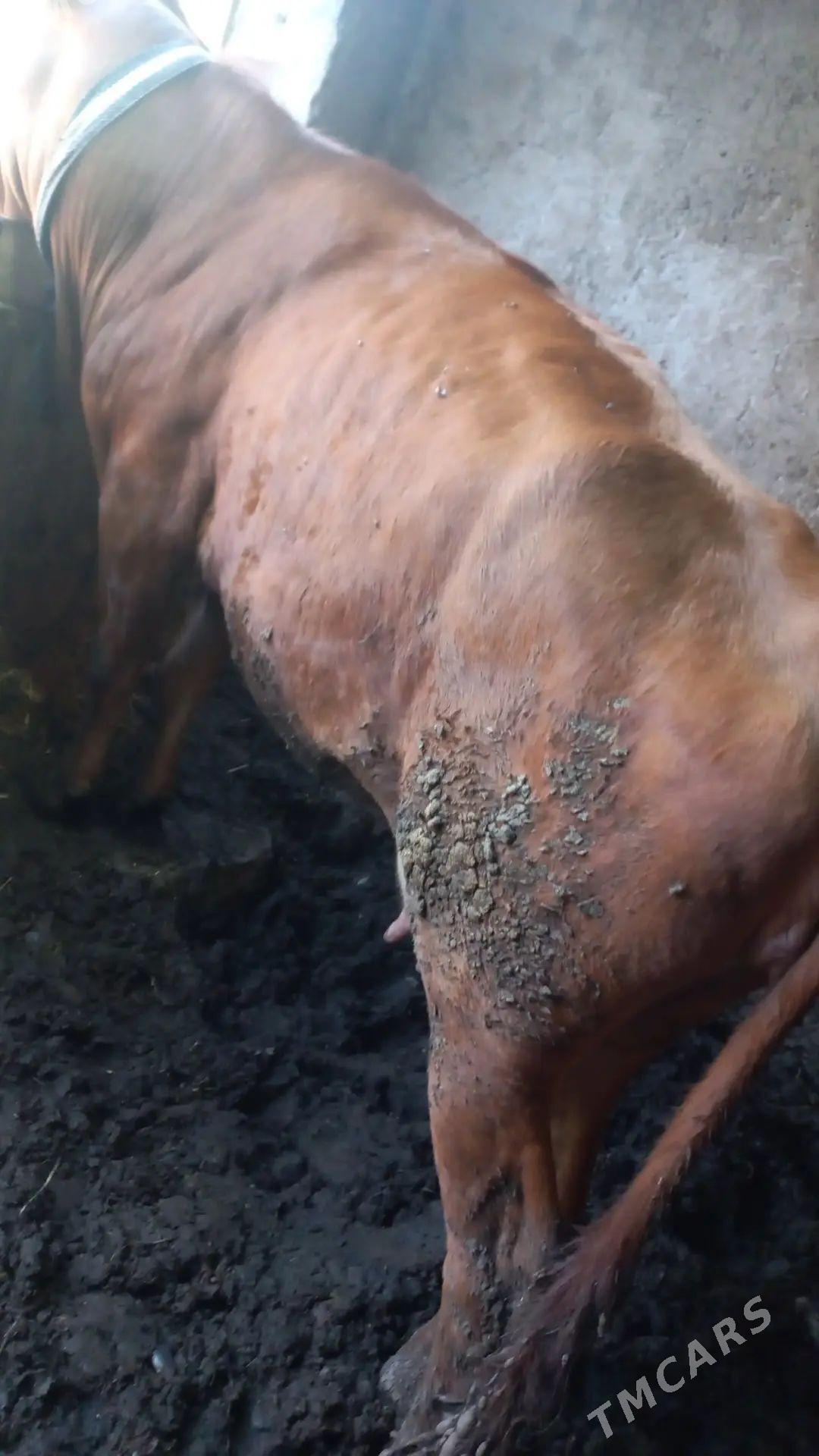 sygyr - Теджен - img 1