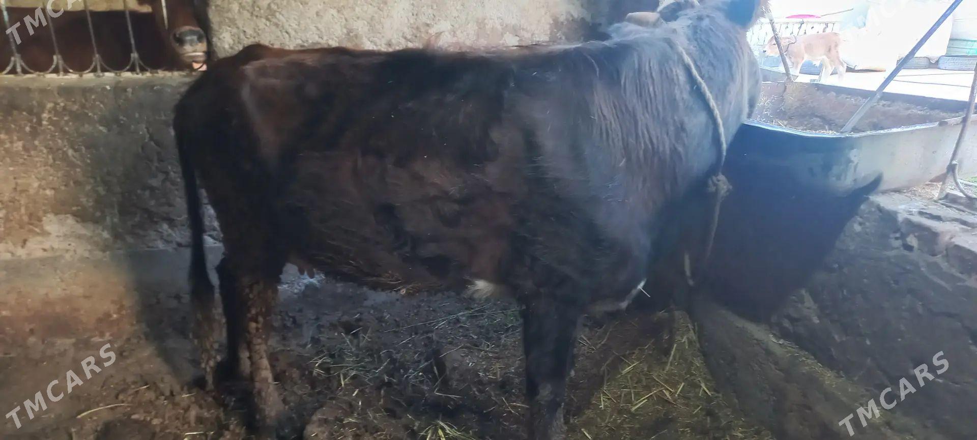 goleli sygyr - Tejen - img 1