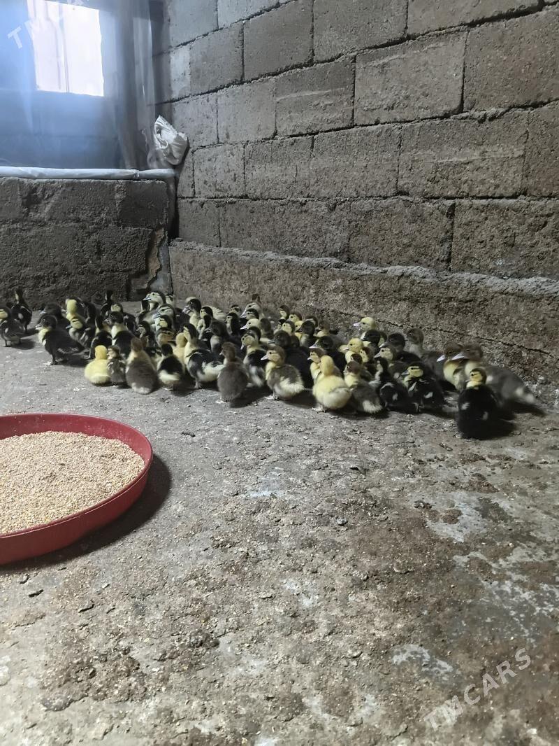 indawutga ordek juje - Багир - img 1