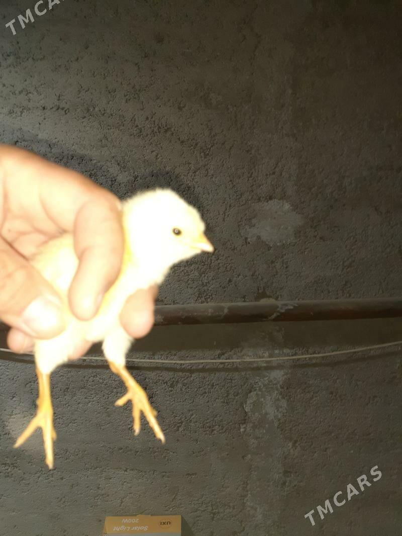 Mesny juyjeler - Туркменабат - img 1