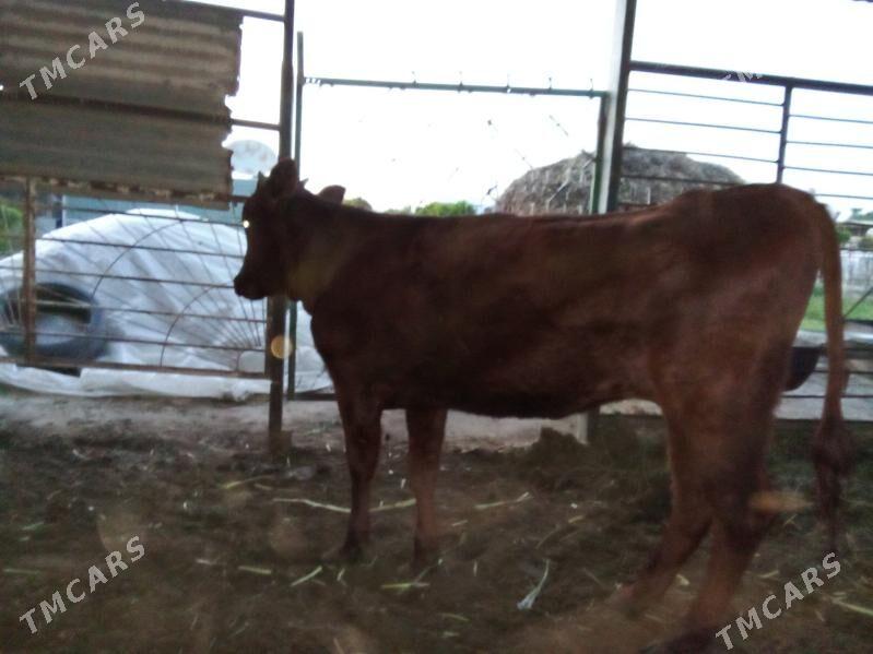 okuzler - Мары - img 1