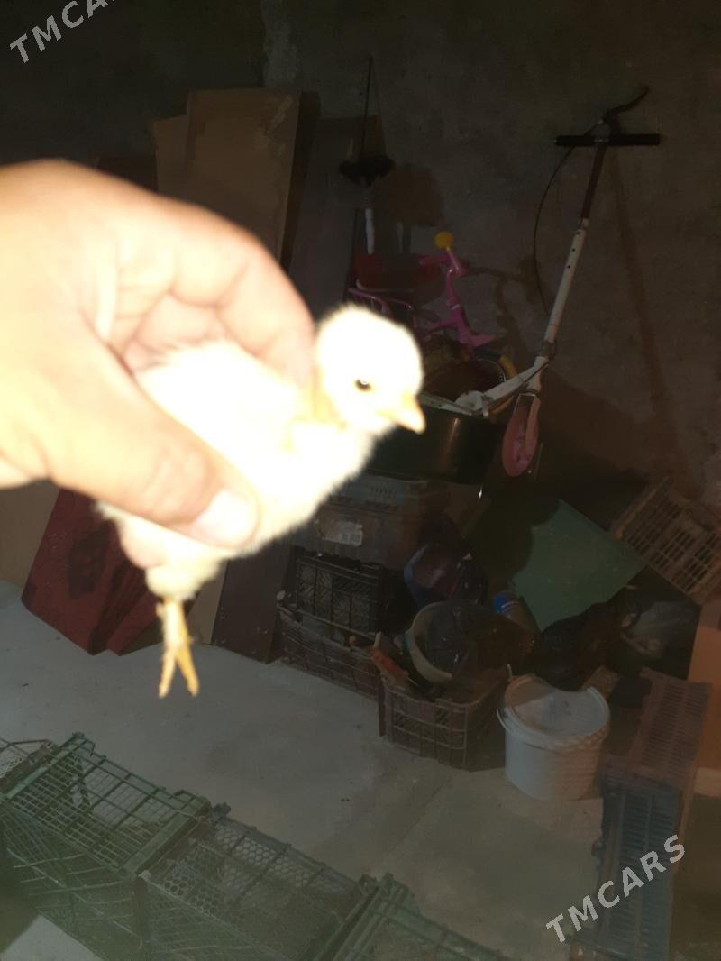 Galaseyka juyjeler - Туркменабат - img 1