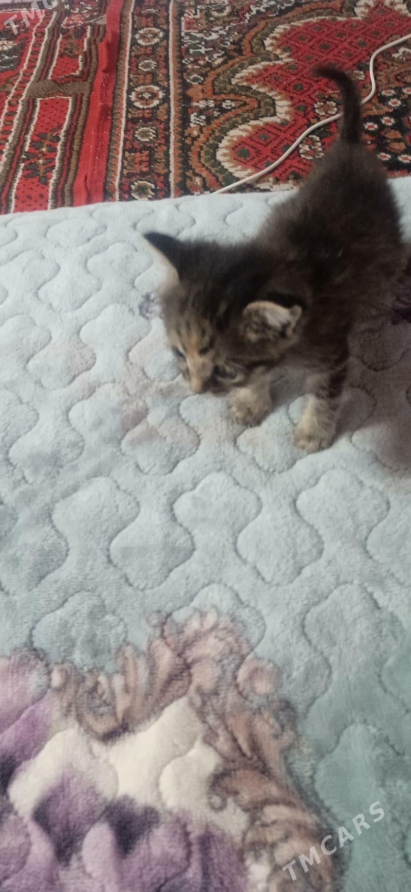 caga pişik. - Дашогуз - img 1