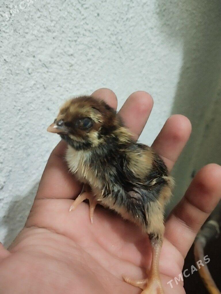 Boyes jüyje - Murgap - img 1