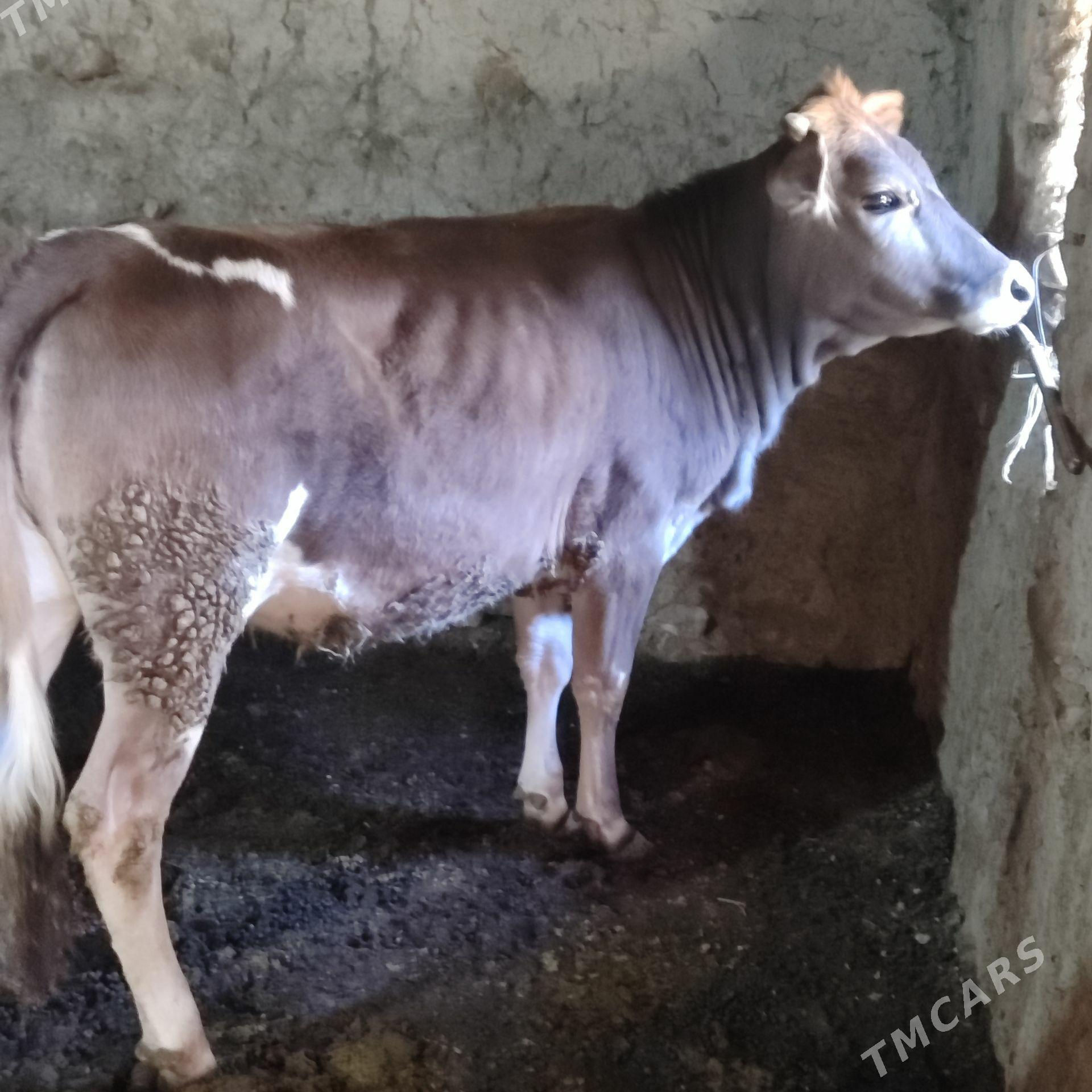 Tuwe - Бахарден - img 1