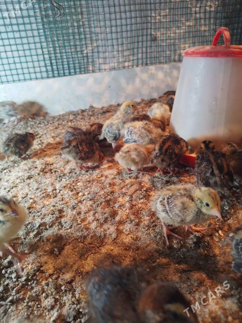 bedene jüýje - Шатлык - img 1