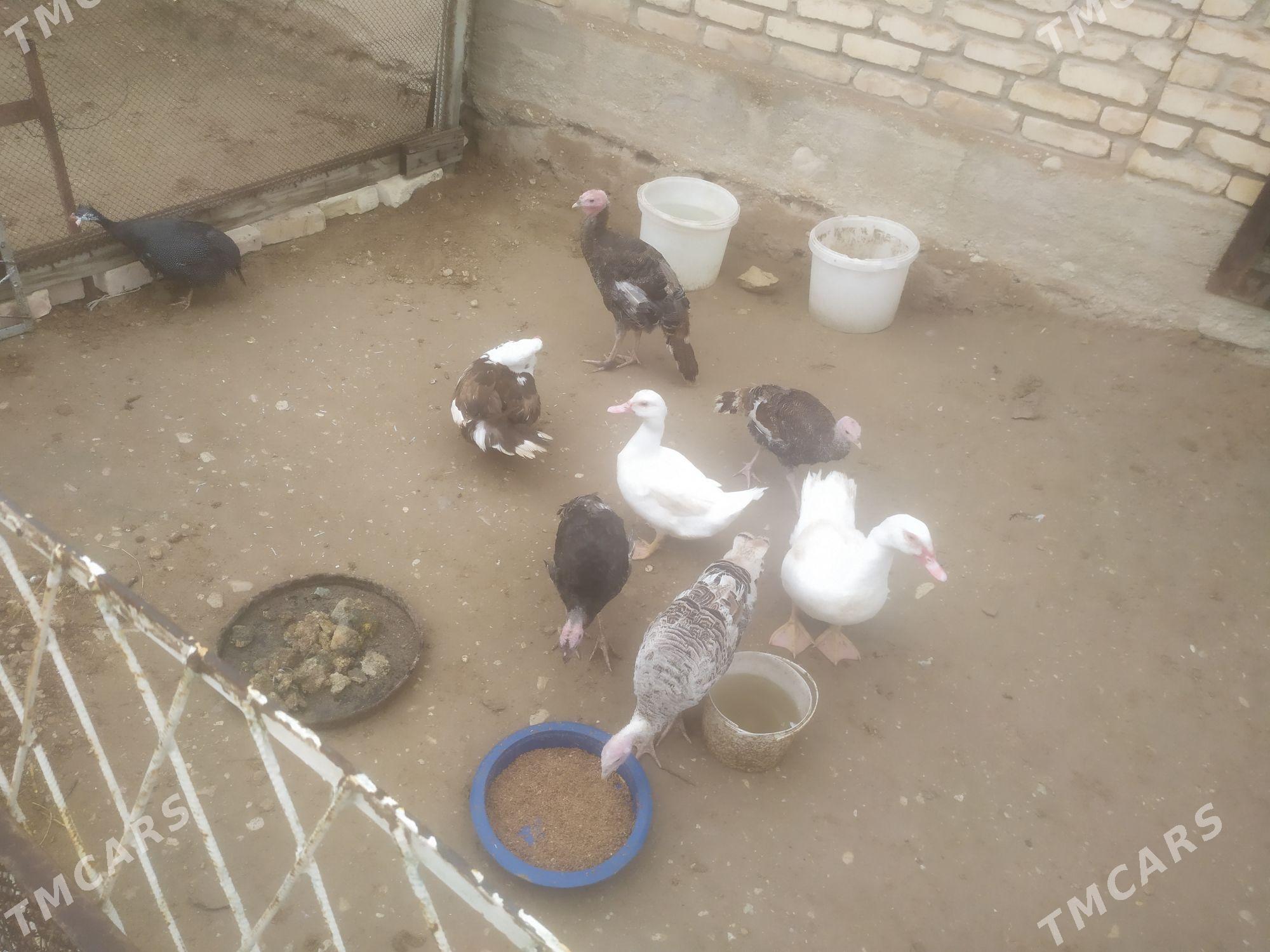 indautka ördek - Балканабат - img 1