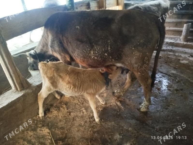 Göleli sygyr - Gyzylarbat - img 1