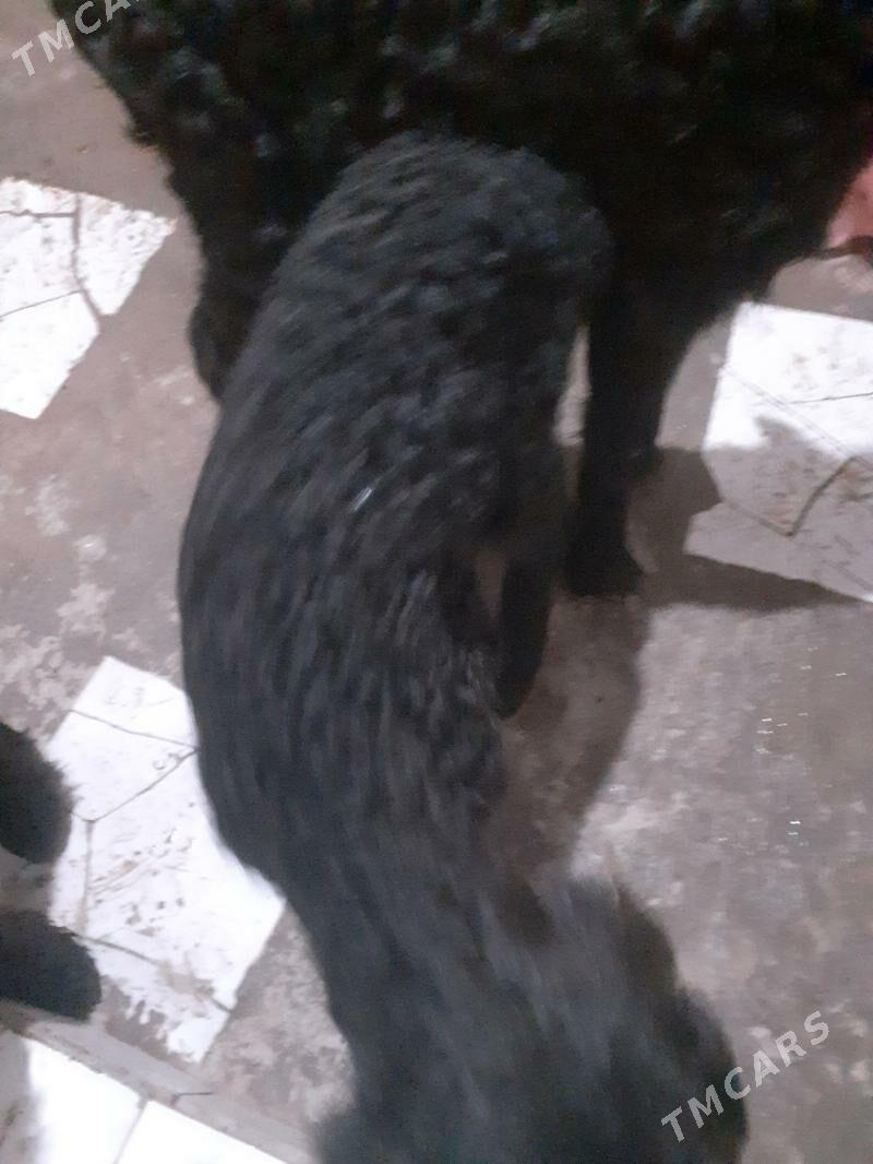 ýaş guzular 4 saýaş guzy - Gurbansoltan Eje - img 1