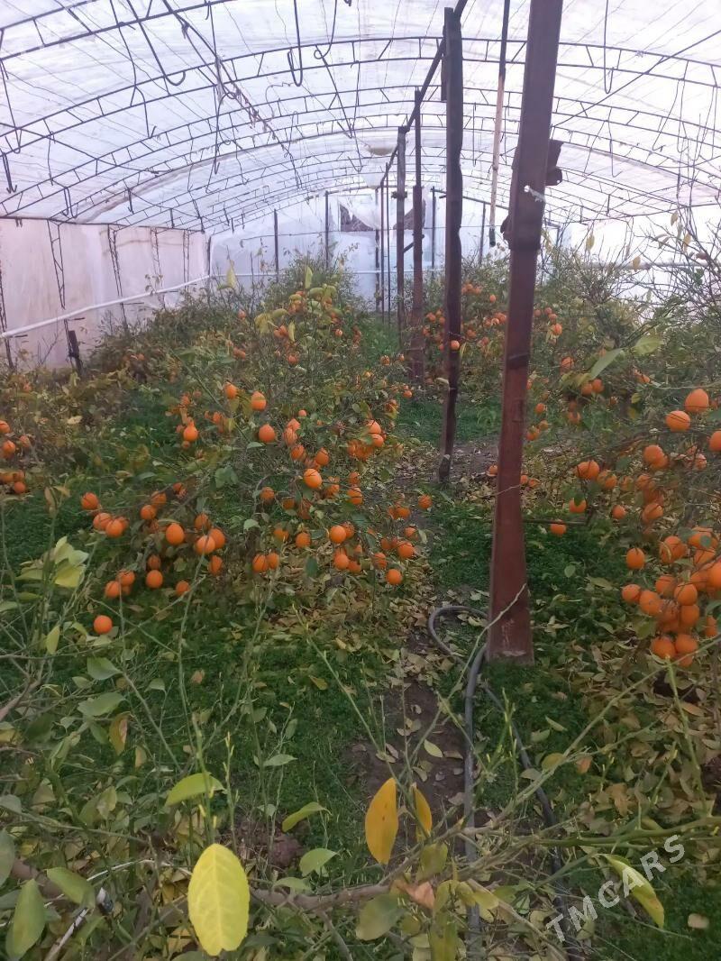 teplitsa (ýyladyşhana) - Çärjew - img 1