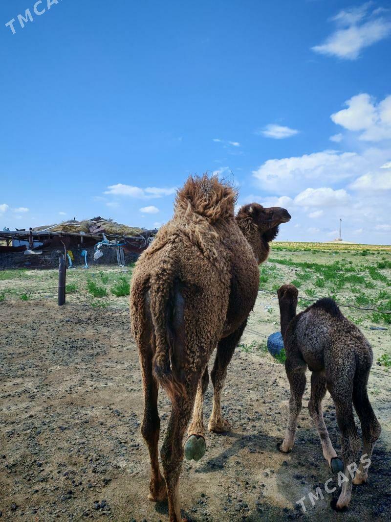 Düýe - Türkmenbaşy - img 1