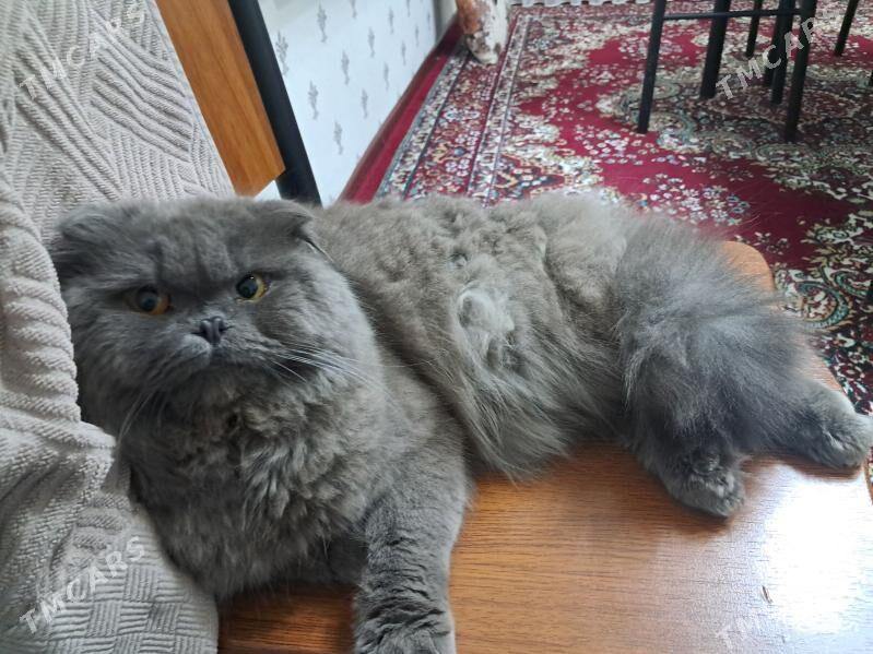 кот на вязку - Türkmenabat - img 1