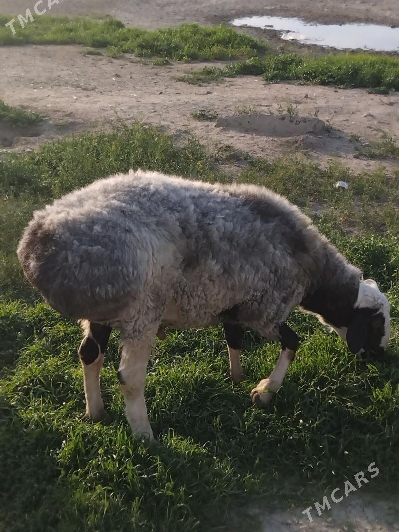 goyun - Бахарден - img 1