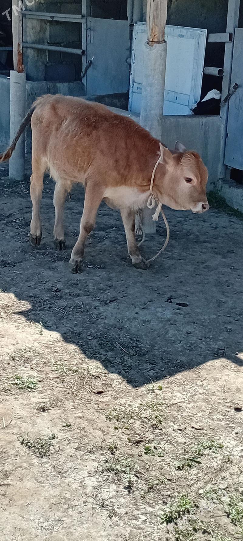 ÖKÜZ ŞWES TOHUM - Бузмеин - img 1