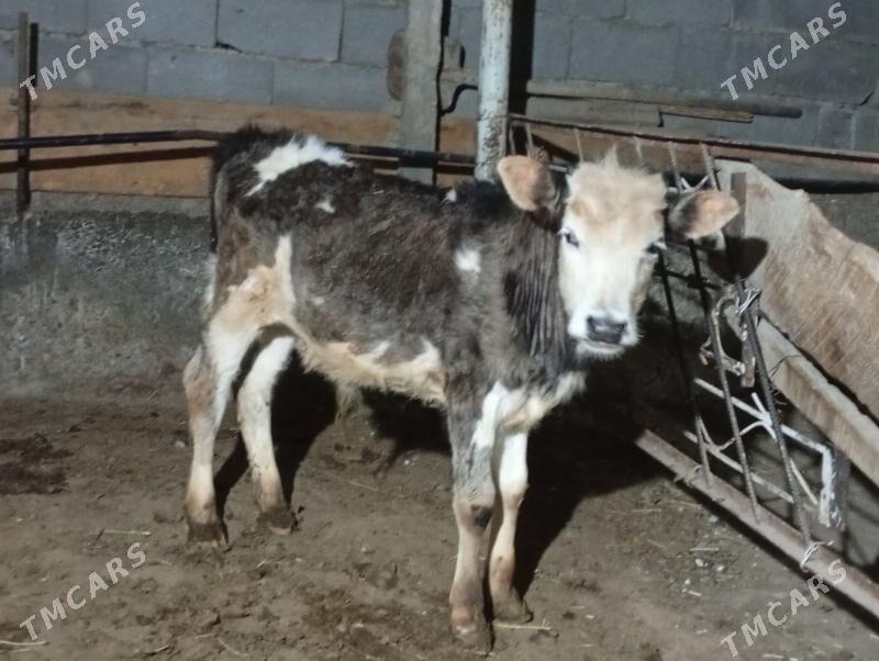 Simental öküz - Гёкдепе - img 1