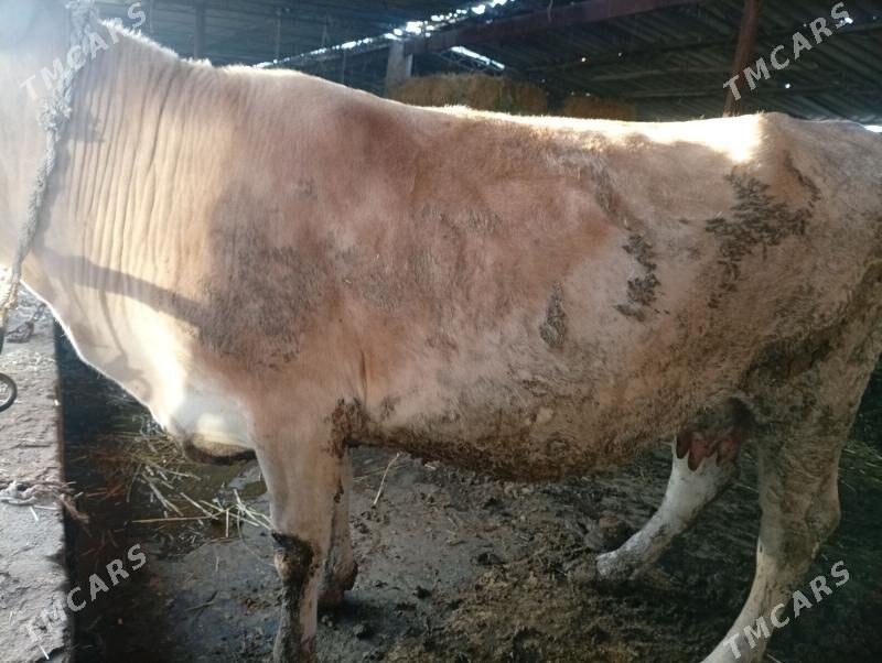 sygyr bakylan - Ýaşlyk - img 1