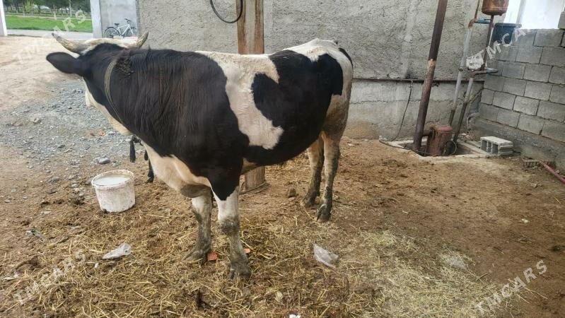 Öküz gibrit - Gökdepe - img 1