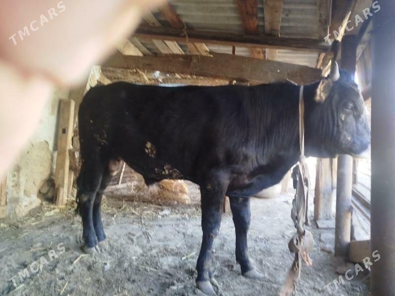 okuz - Гызыларбат - img 1