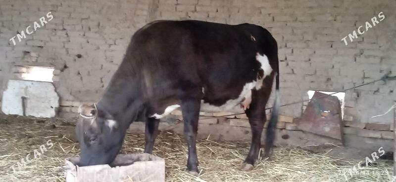 saglyk sygyr bogaz gunajyn - Garabekewül - img 1