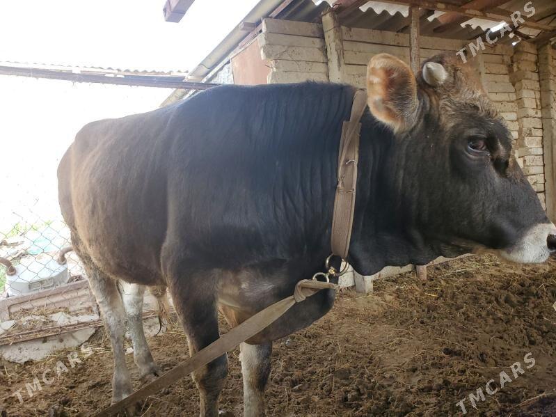 Okvz 2 sany bakyla - Яшлык - img 1