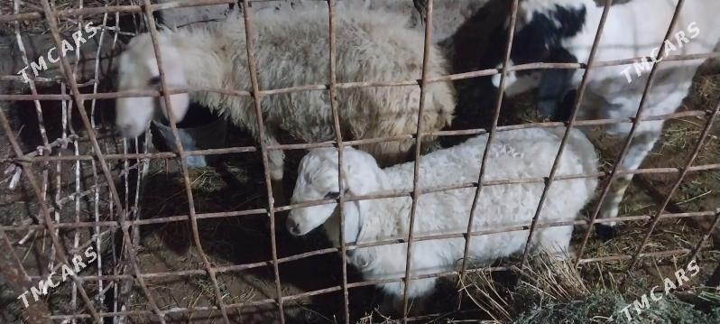 Guzuly goyun - Туркменабат - img 1