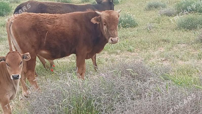 1,5 ýaşar öküzçe - Tagtabazar - img 1