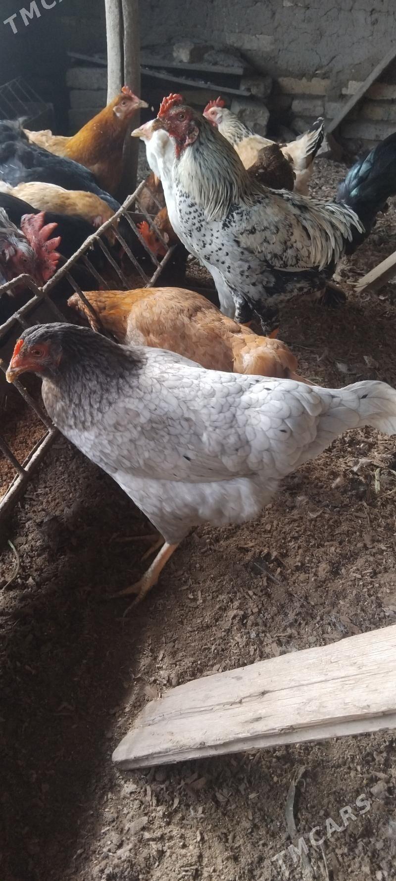 towuk - Wekilbazar - img 1