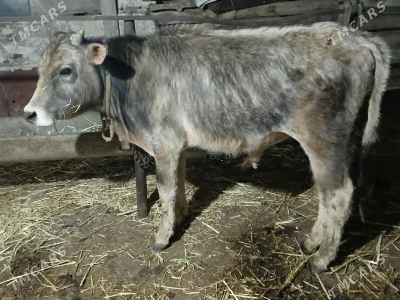 okuz - Gyzylarbat - img 1