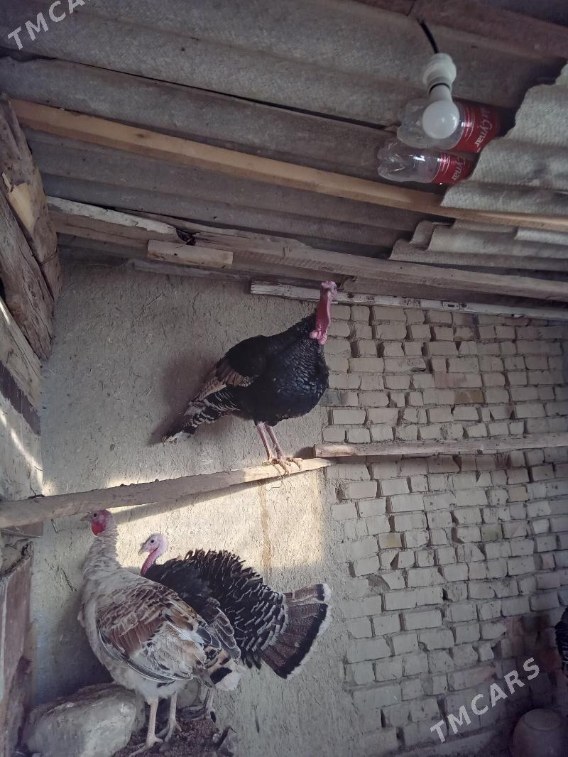 induk - Bäherden - img 1