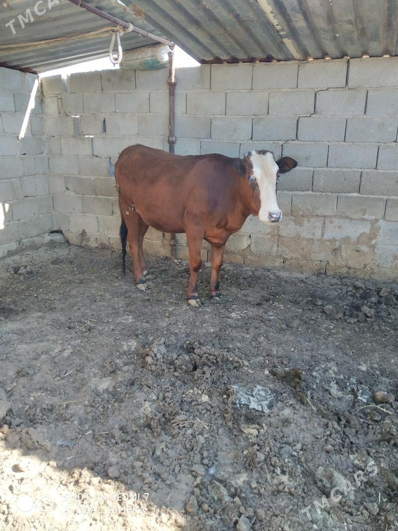 gaçar - Туркменбаши - img 1