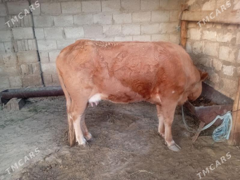 Gysyr sygyr - Balkanabat - img 1