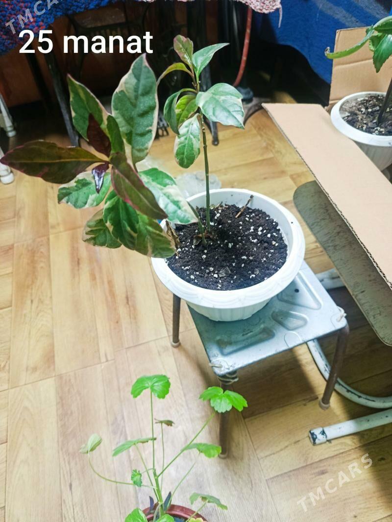 orta we kiçi güller - Mary - img 1