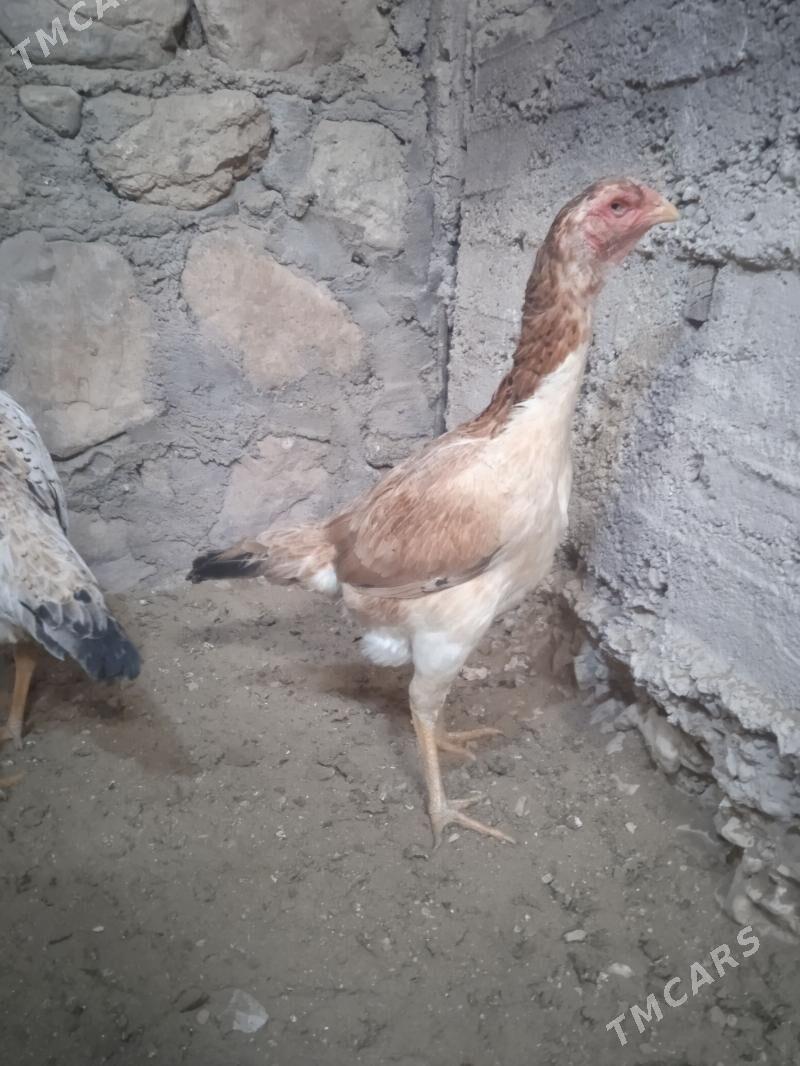 taskent - Балканабат - img 1