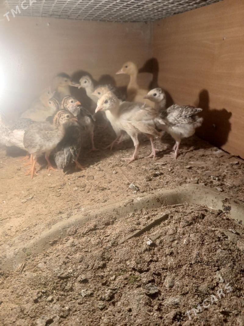 juje - Векильбазар - img 1